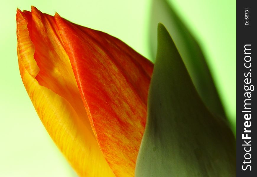 opening orange tulip on a green background. opening orange tulip on a green background