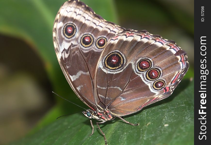 Butterfly macro #6