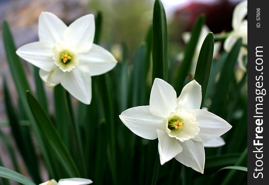 White Daffodils