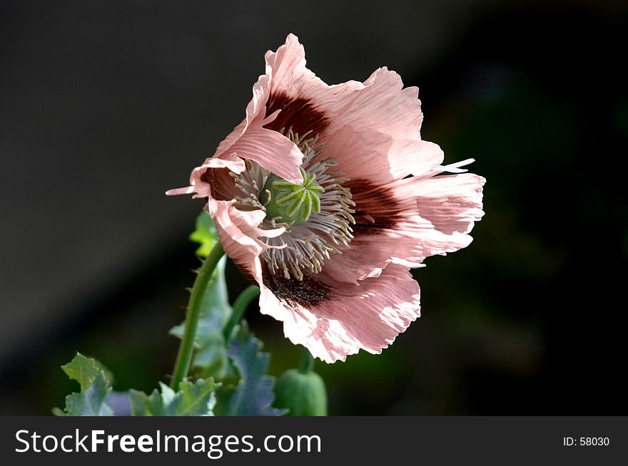 Pink poppy blowing in the wind