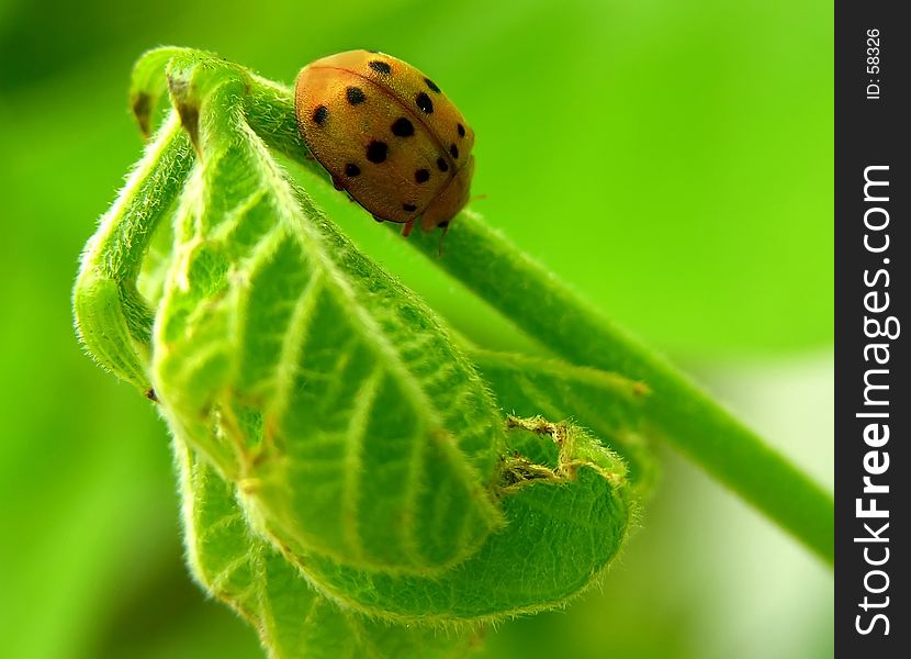 Ladybug resting on a green leaf. Ladybug resting on a green leaf