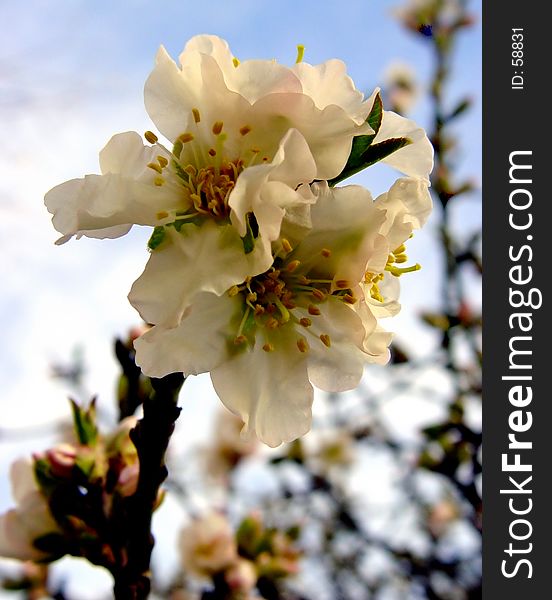 Blooming apple tree. Blooming apple tree