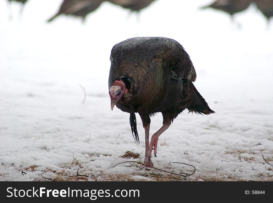 A turkey gobbler walks towards the camera while feeding. His beard hangs down and head is down as well as he searches for food. A turkey gobbler walks towards the camera while feeding. His beard hangs down and head is down as well as he searches for food