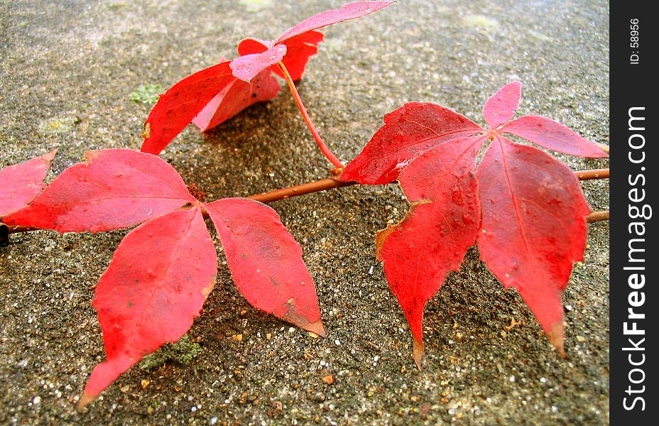Red Ivy