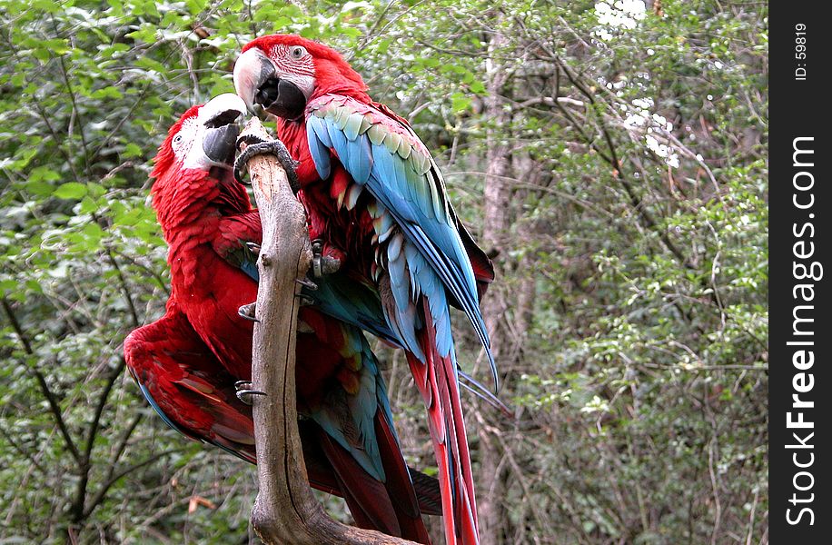 Parrot birds kissing