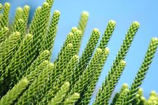 Norfolk Needles Stock Photos Norfolk Needles Stock Photos