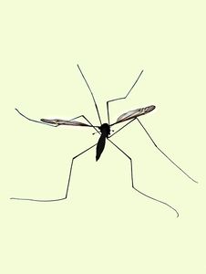 Daddy Long Legs Stock Images
