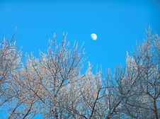 The Moon In The Clean Blue Sky Royalty Free Stock Photography The Moon In The Clean Blue Sky Royalty Free Stock Photography