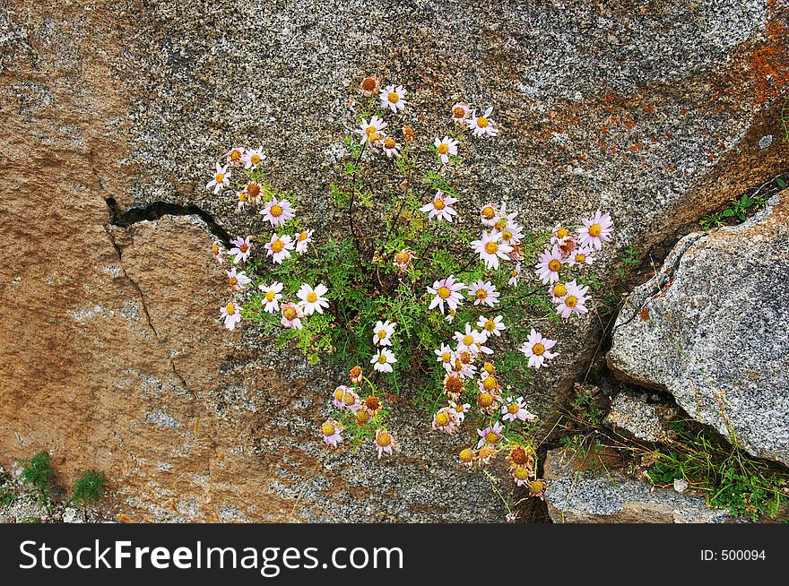 Flowers in the stone, Altay