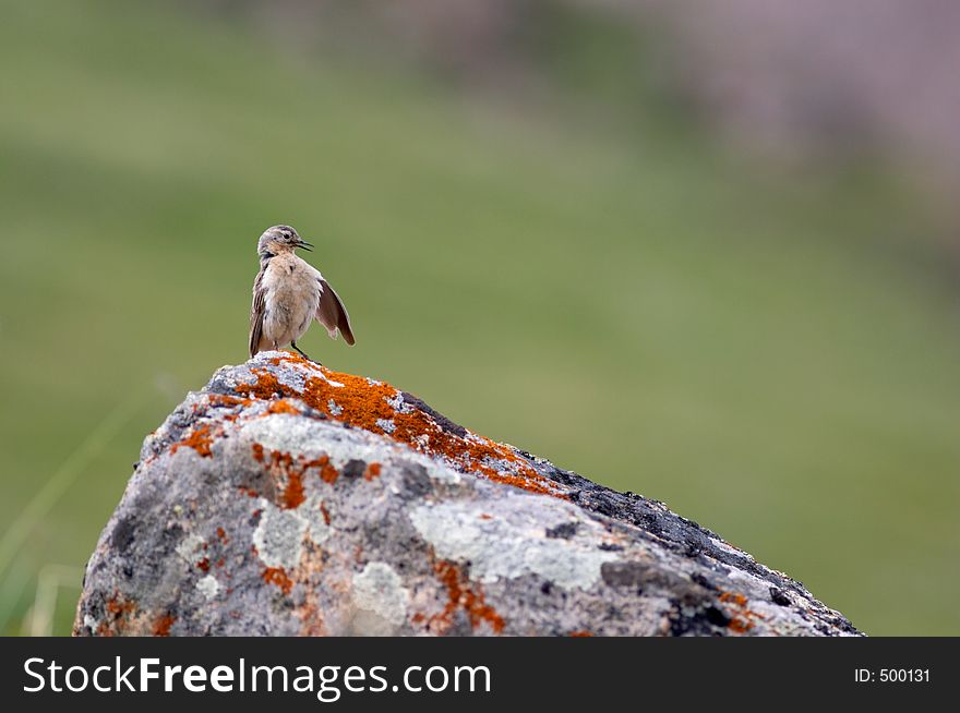 Bird Cleaning