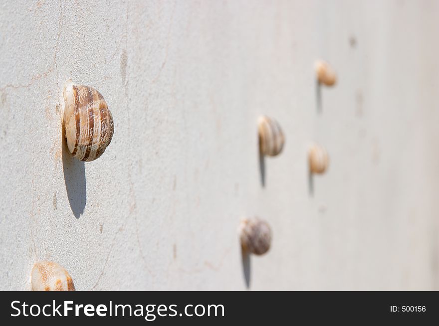 Group of molluscs on the wall