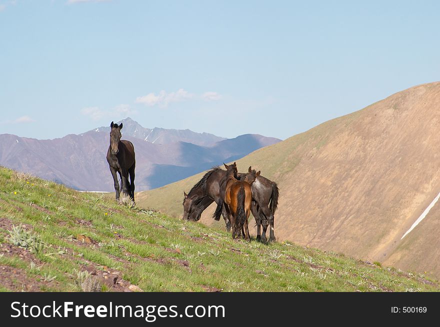 Horses grazing, Kyrgyzstan. Horses grazing, Kyrgyzstan
