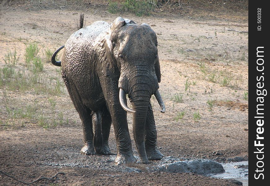 Elephant bathing. Elephant bathing
