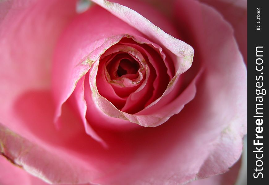 Beautiful close up of a pink rose in full bloom