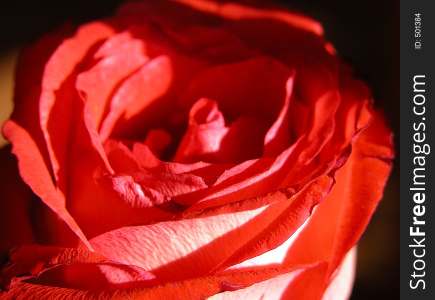 Beautiful close up of a red rose in full bloom