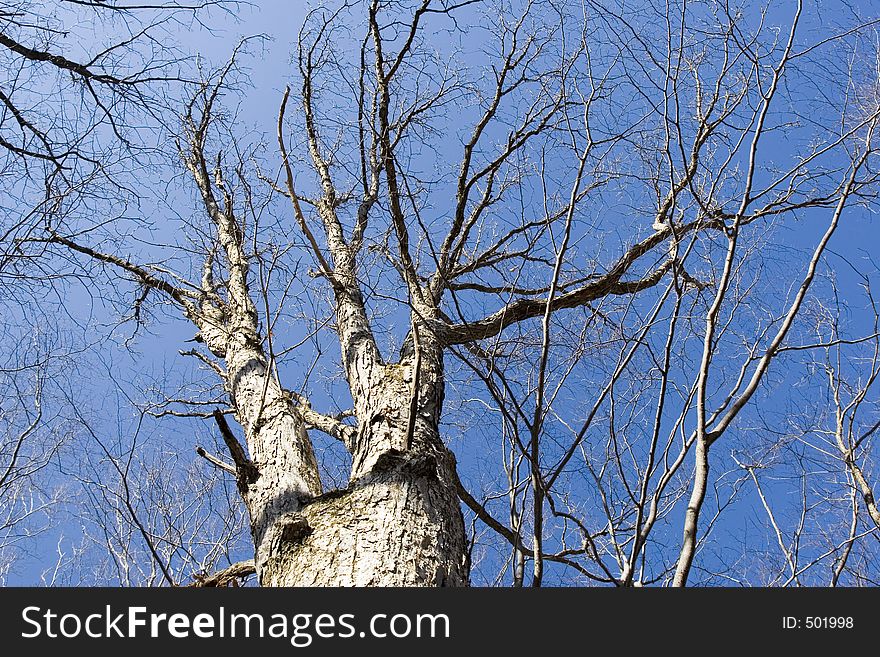 Barren tree against blue sky. Barren tree against blue sky