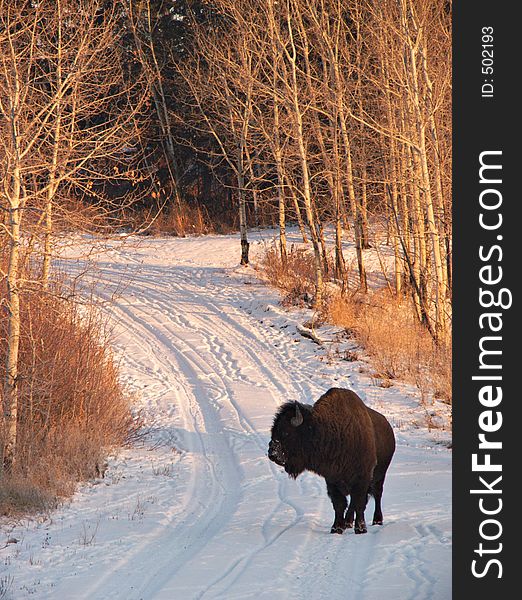 A large bison stands on a winter road. A large bison stands on a winter road.