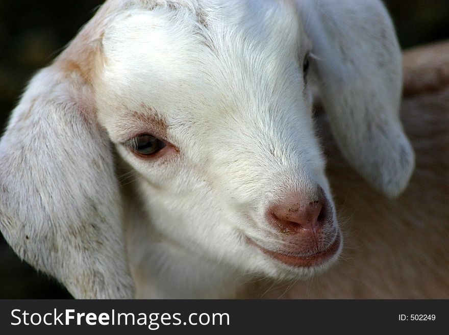 Week Old Nubian Kid Goat. Week Old Nubian Kid Goat