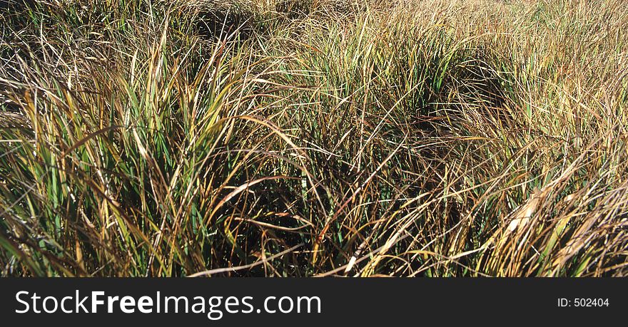 Grass background