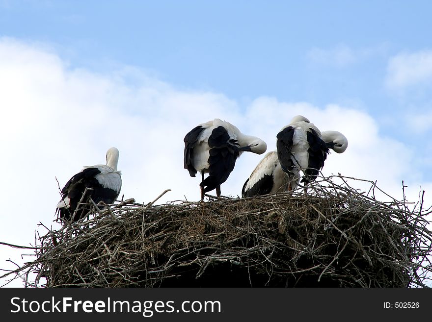 Digital photo of young storks in a nest.