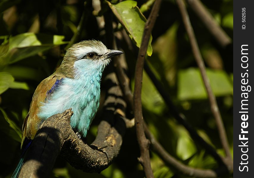 Racket-Tailed Roller in the Tygerberg Zoo, Cape Town, South Africa