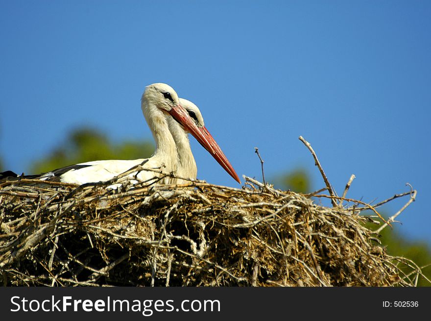 Nesting White Storks in the Tygerberg Zoo, Cape Town, South Africa