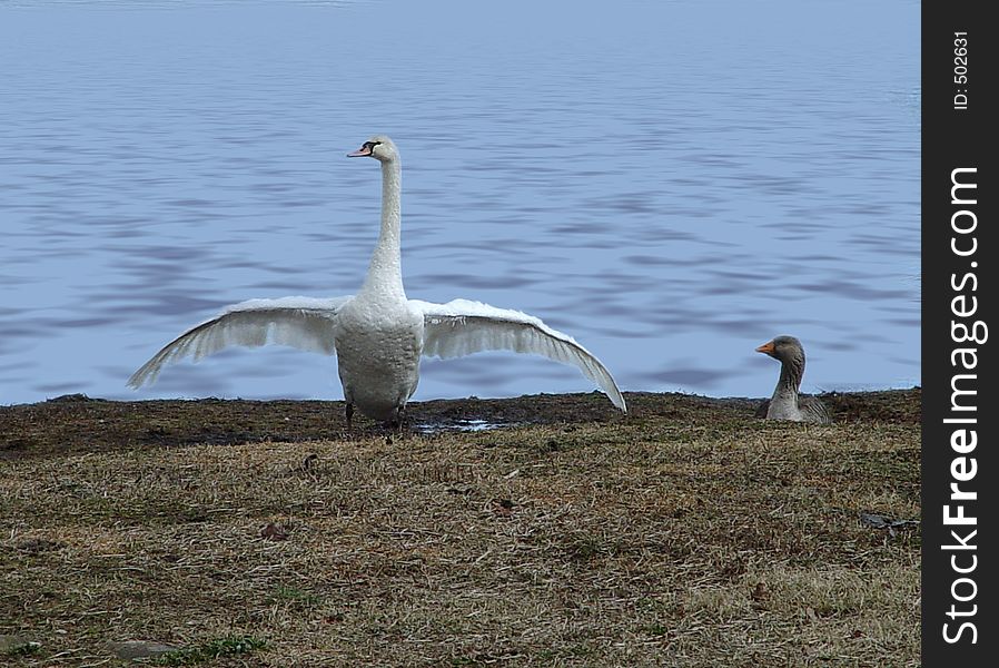 Swan doing the curtsy on the shore with a small duck as her audience. Swan doing the curtsy on the shore with a small duck as her audience.