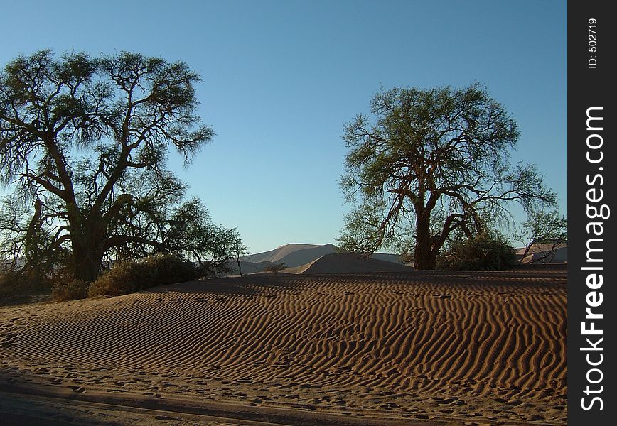 Dune Trees Namib desert