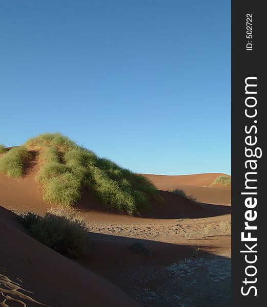 Namib desert Grass. Namib desert Grass