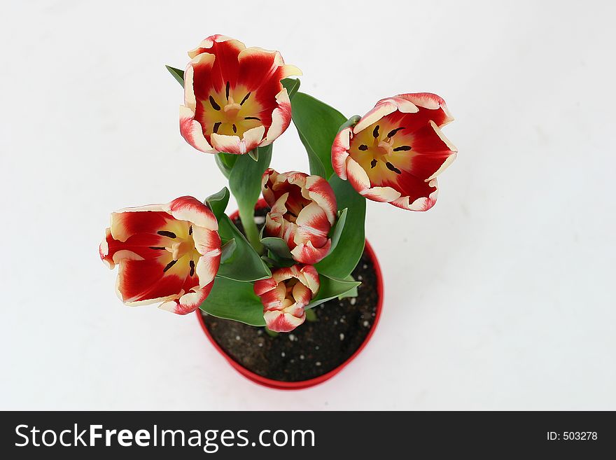 Red and yellow tulips shot from above with white background.