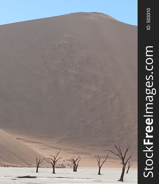 Dead Trees in the Namibian desert