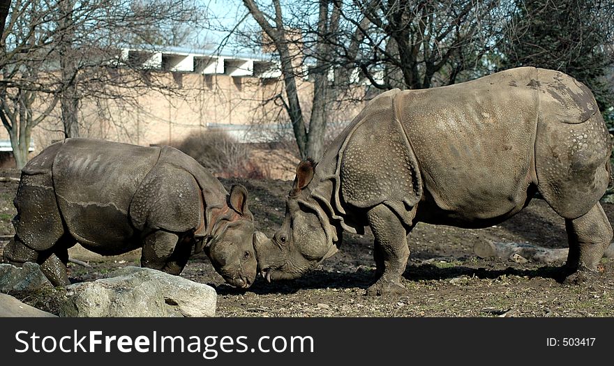 Female rhinoceros kissing her baby. Buffalo Zoo,Buffalo,New York