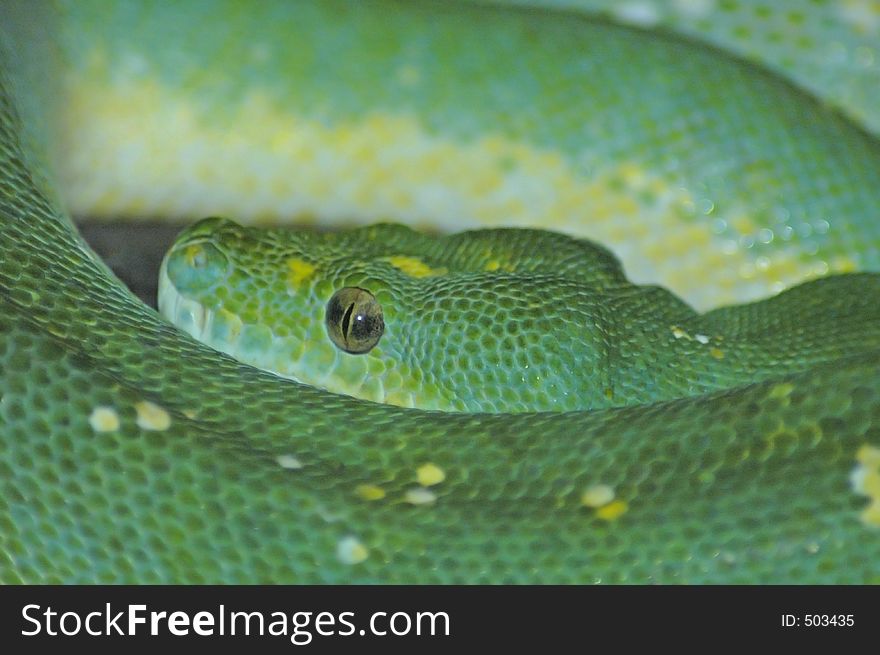 Green Tree Boa