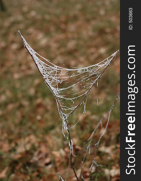 Frozen spiderweb on a plant