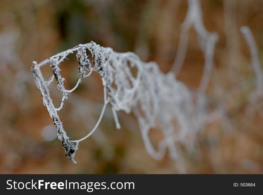 Frozen spiderwebwires on a twig