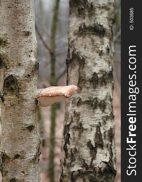 A mushroom, attached to a tree. A mushroom, attached to a tree