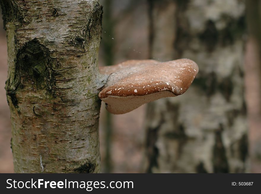 Close-up uf mushroom on a tree
