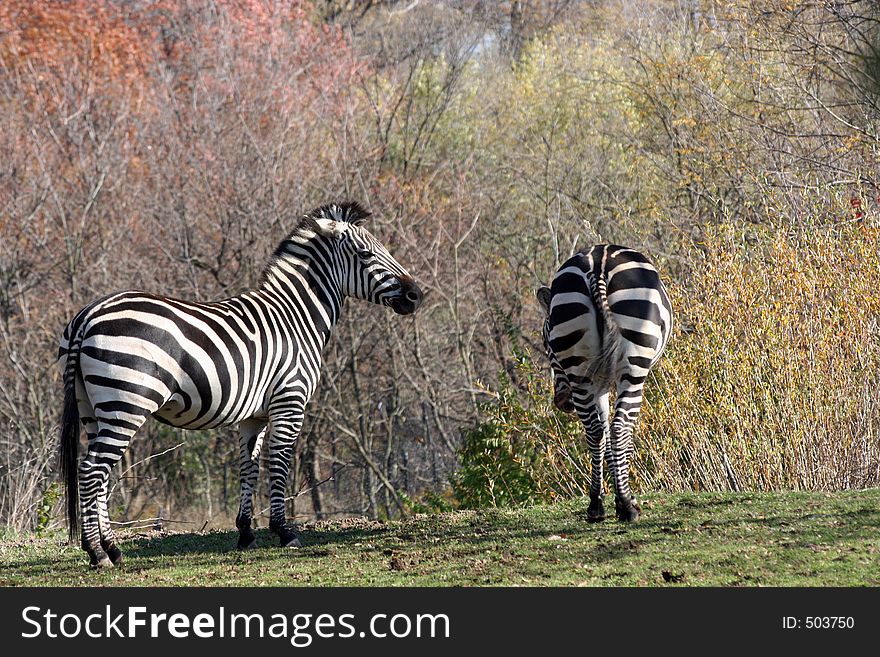 Two zebras. Two zebras