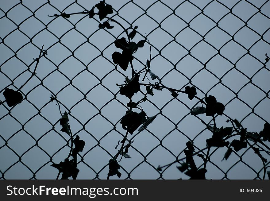 A plant, growing on a metal fence. A plant, growing on a metal fence