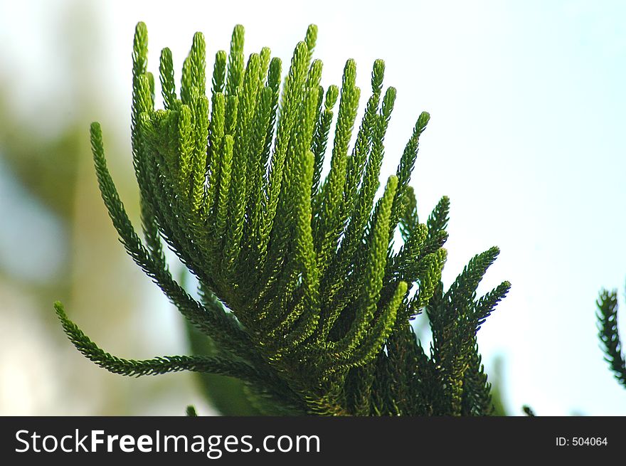 Branch of a Norfolk Pine. Branch of a Norfolk Pine.