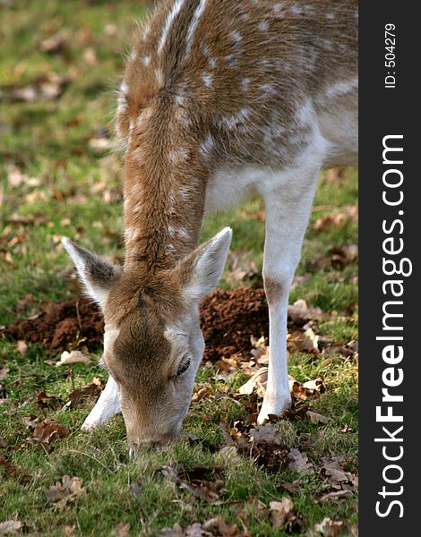 Young Fallow Deer grazing