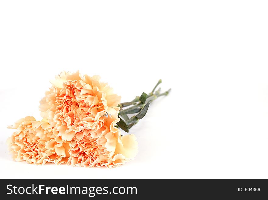 Three carnations isolated on landscape format. Three carnations isolated on landscape format