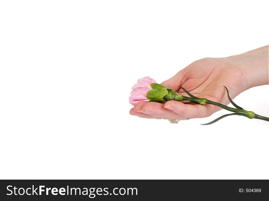 A womans hand holding out a pink carnation against a white background. A womans hand holding out a pink carnation against a white background