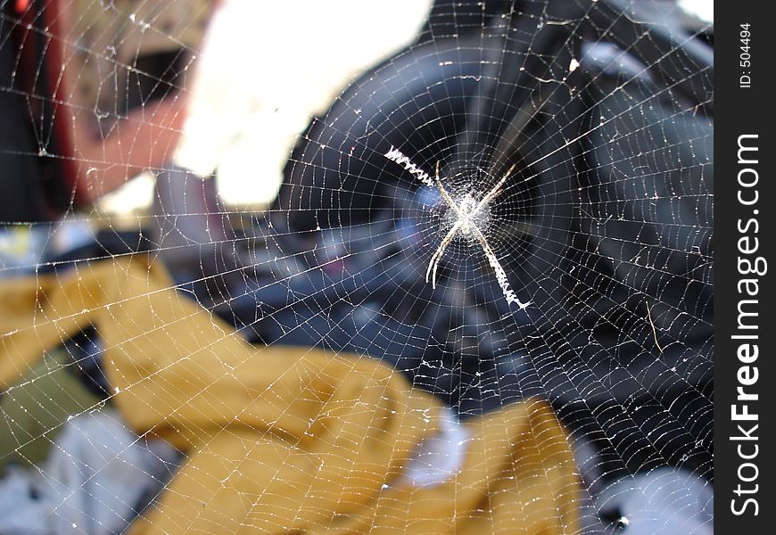Spider spinning Web. Spider spinning Web