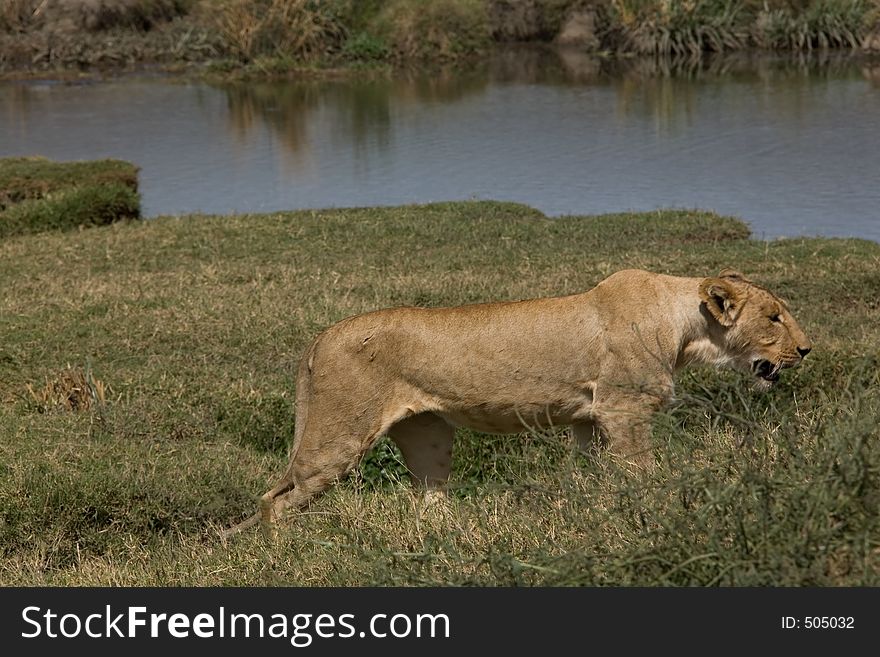 Animals 078 lion Ngorongoro park