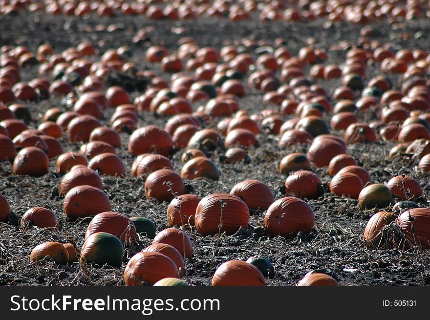 Pumpkin Fields 1