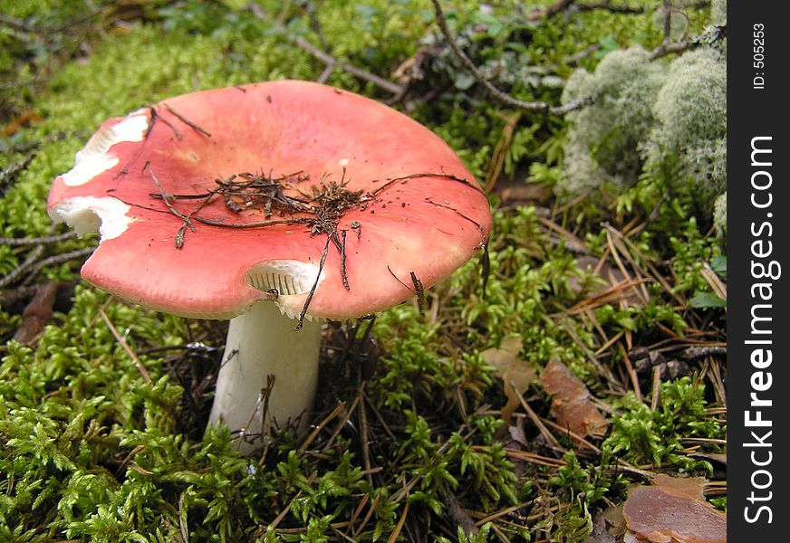 Mushroom in the forest. Mushroom in the forest