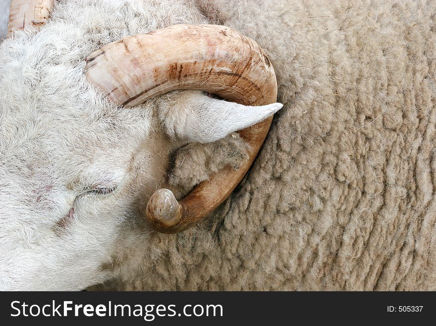 Horn of a ram and part of its face and woolly coat. Horn of a ram and part of its face and woolly coat.