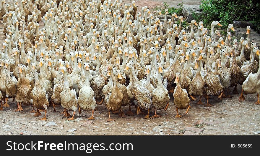 Flock of ducks march on a rural road. Flock of ducks march on a rural road