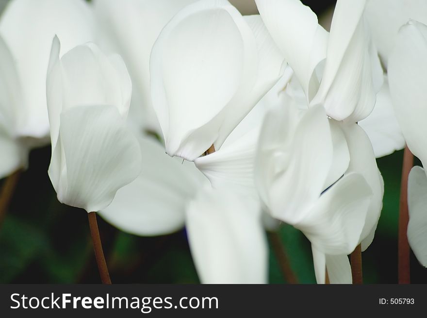 Lovely white cyclamen flowers.